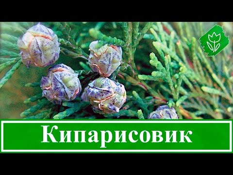 Растение кипарисовик – посадка и уход; виды и сорта кипарисовика; выращивание кипарисовика