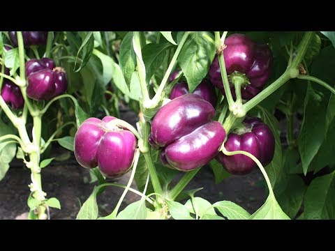 супер-урожайный перец – секреты выращивания Советы эксперта
